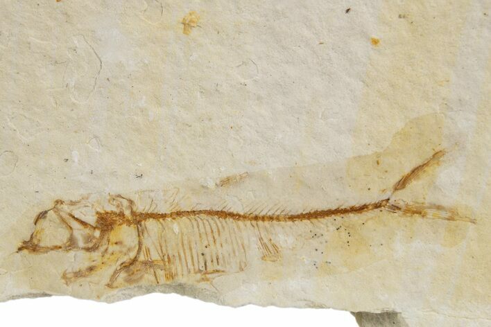 Juvenile Fossil Fish (Diplomystus) - Wyoming #320193
